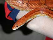 Adult corn snake being handled