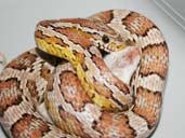Ghost Corn snake coiled around a mouse