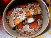 Aztec Corn Snake hiding in a cardboard tube