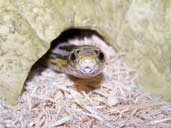 Ghost corn snake in hide