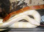Housing Corn Snakes together