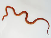 Adult corn snake full body picture