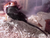 Corn snake eating a large mouse